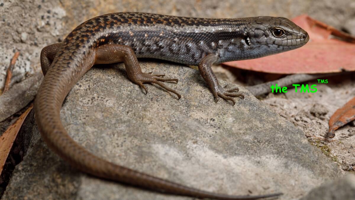 an image of a Tasmanian mountain skink, the mascot of this release, dubbed tms^tms